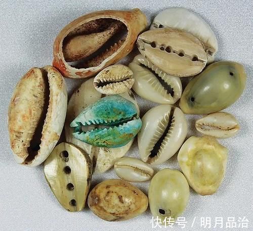 牛羊|古代早期用贝壳做货币,为什么穷人不捡贝壳致富?