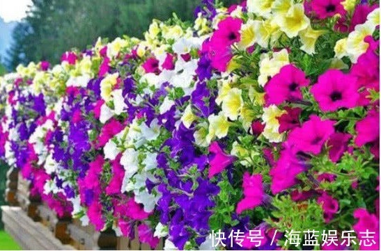 不会养花就买3种“便宜花”,几块钱1盆,年年开花不断,超漂亮