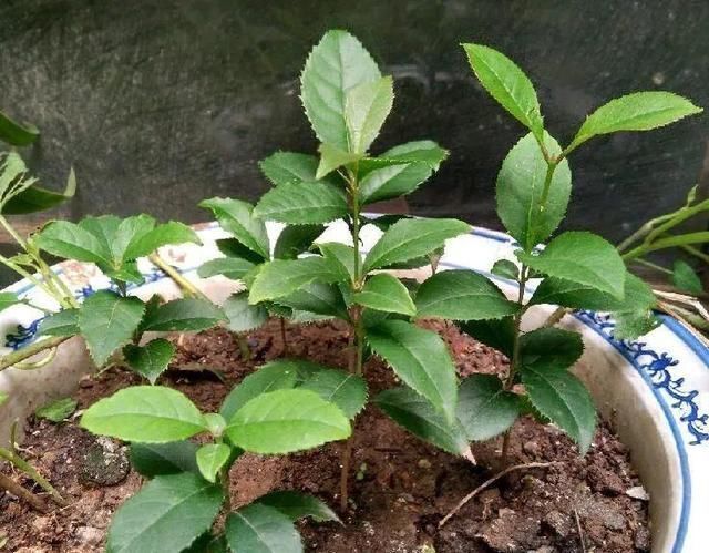 椰糠土|6月,最适合扦插的花,一插就活,大白根冒疯了