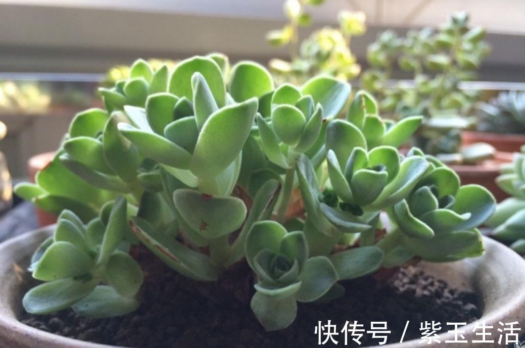 夏天|夏天养多肉,教你3个养护技巧,不再烂根化水