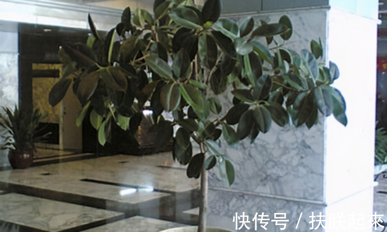橡皮树有4个“养护要点”,春天回暖赶紧做,叶子又厚又亮