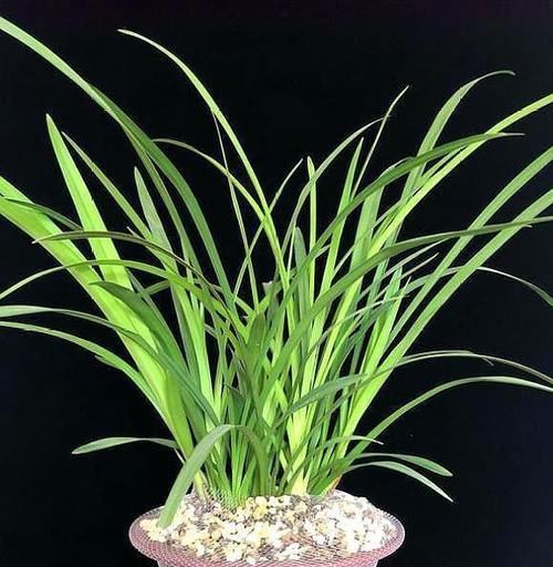 兰花|想养好兰花,下足功夫,掌握方法,长得旺开花多