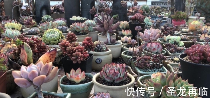 养多肉有“3大瘾”，如果全具备，才是真正的“多肉迷”