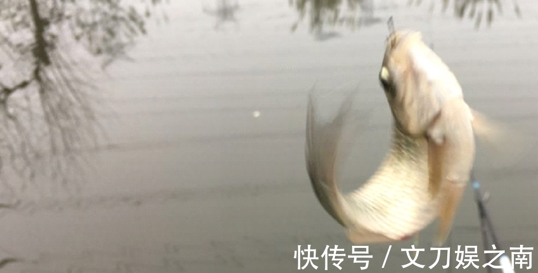 冬天|冬季钓鱼发窝慢,关键是方法要用对,快速发窝方法!