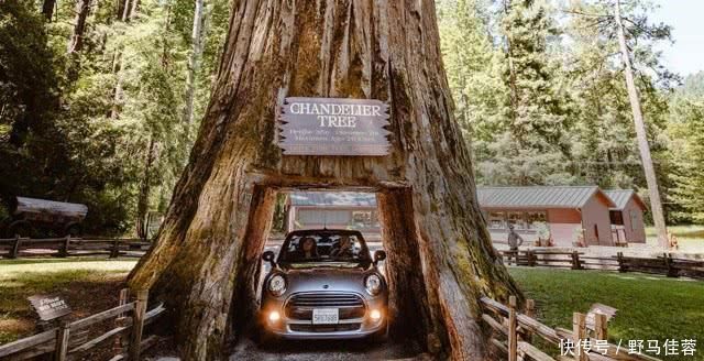 中年|大树被挖巨洞,却最终被无情毁灭,公园这么做竟是为了吸引游客!