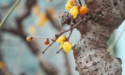 珠珠|花期正好!趵突泉畔的玉兰蜡梅绽放啦!喜气洋洋迎新春!