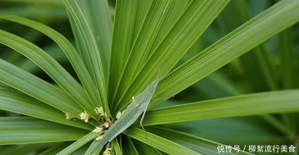 3种网红绿植,经常在河边遇见,种在家里好养又招财!