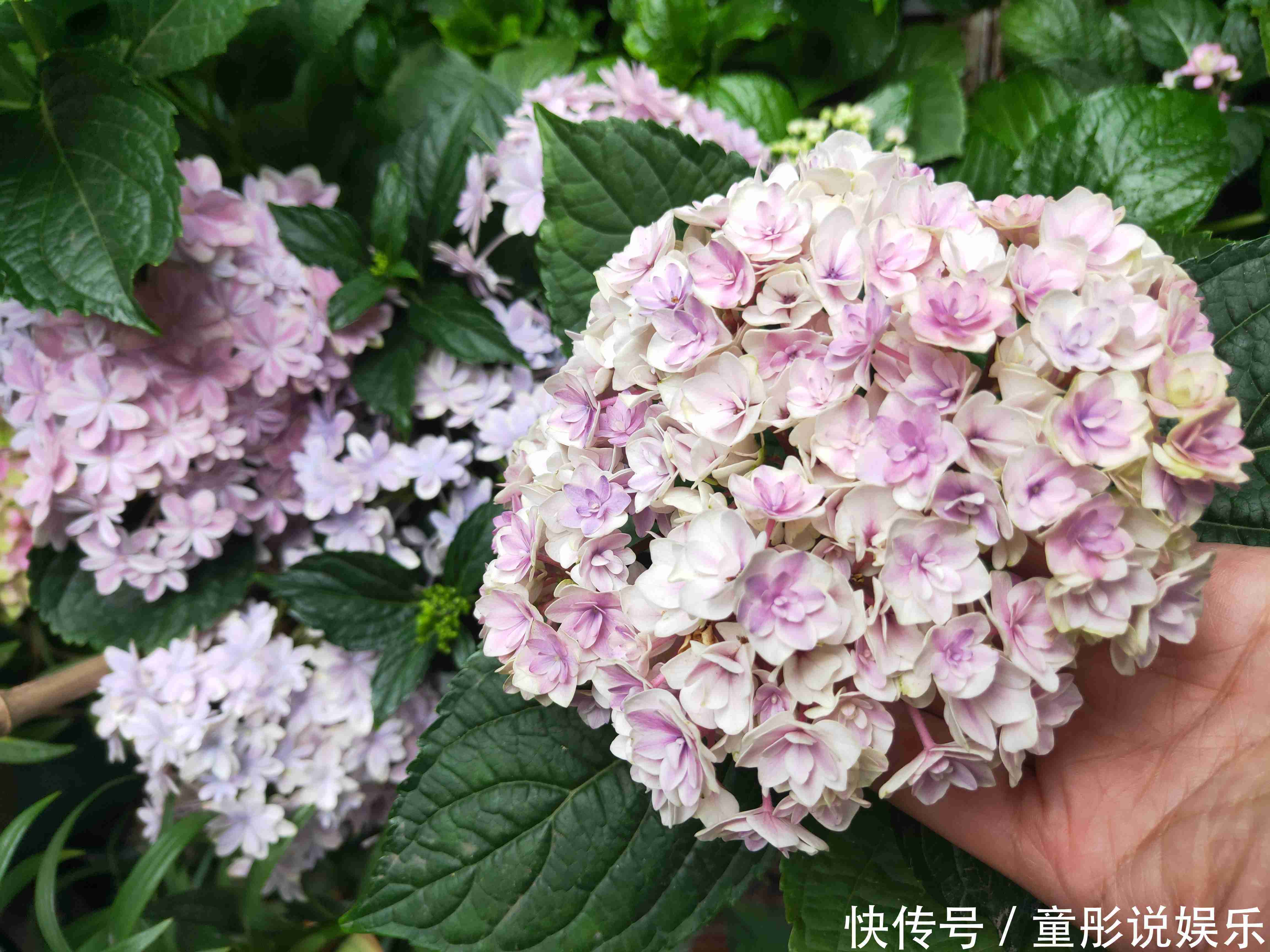 绣球花只会长叶不开花居然和修剪位置有关,剪对位置开花爆盆