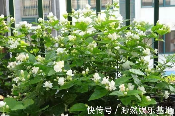 茉莉花这么养，花争着开，只需几个妙招，修剪是重点