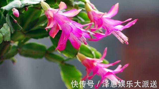 休眠期|长寿花是时候施肥了,来点白色粉末兑水浇花,睡醒了就等开花