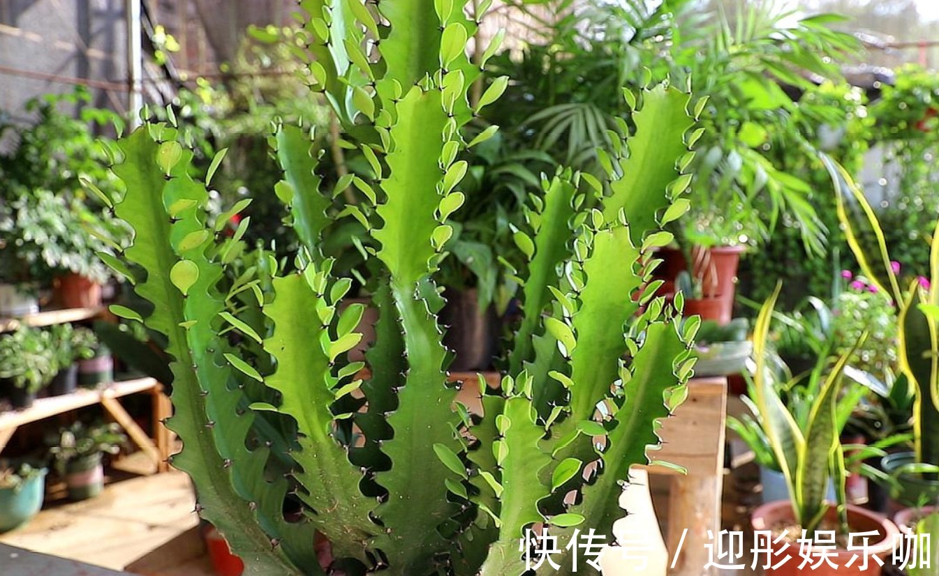 客厅养花就选几种,枝叶繁茂,镇宅又好看