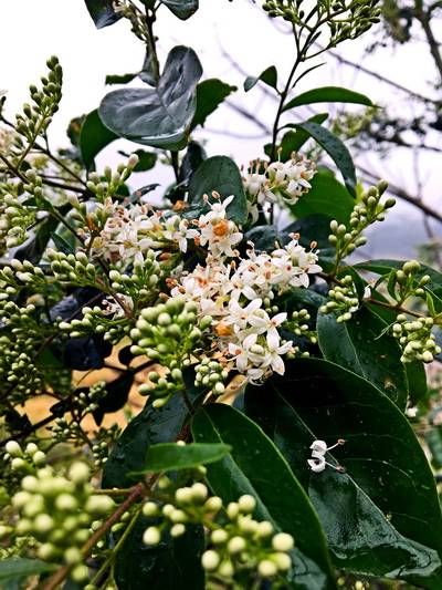 戏锦|雨洪公园赏油菜花,森林公园看樱花戏锦鲤鱼