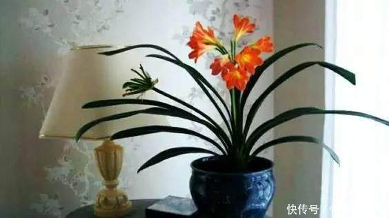 成龄|君子兰不开花,教你这样做,30天花箭嗖嗖窜