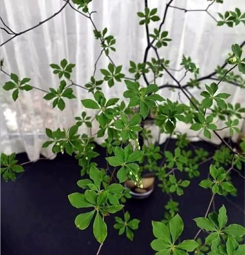 杜鹃花科|在家养4种大型观叶绿植,把家里变成天然氧吧,大大提升空气质量