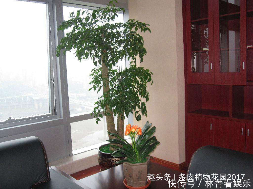 叶子|幸福树容易掉叶子,问题出在这三个地方