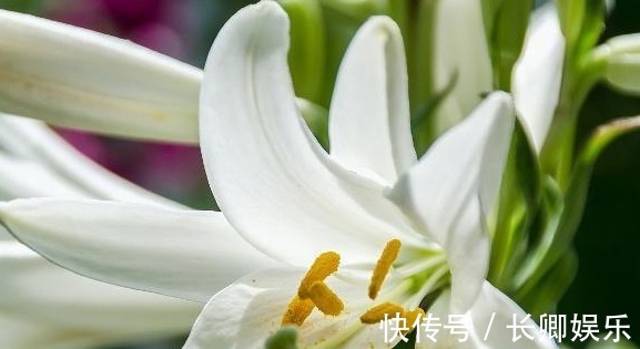 百合花养护“5步走”,花朵硕大高雅,花开爆盆,满屋飘香