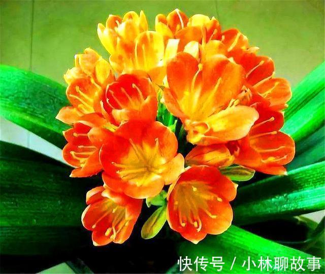大叶君子兰，养护简单，开花能力强，做好这4点，叶子肥厚花朵大
