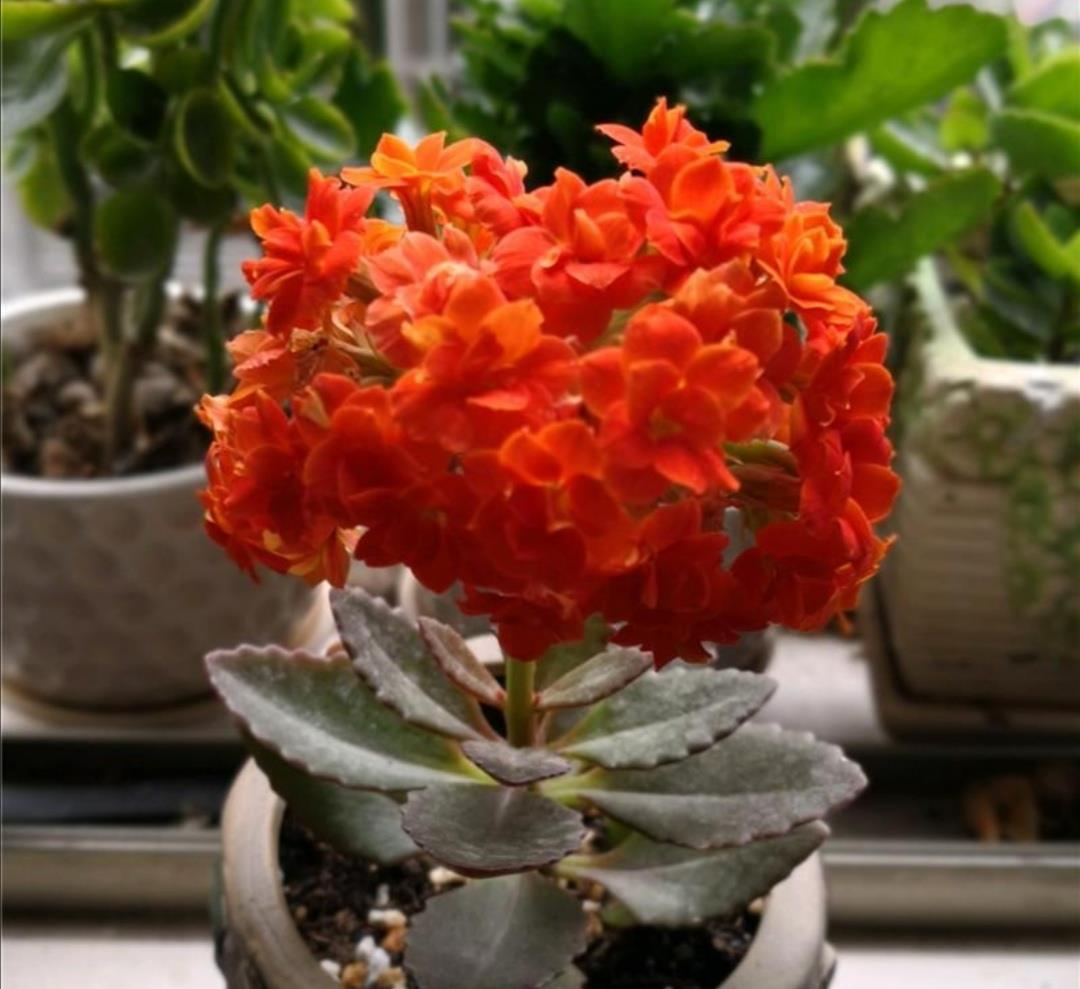 6种公认好养的花卉,开花漂亮又美观,养起来简单