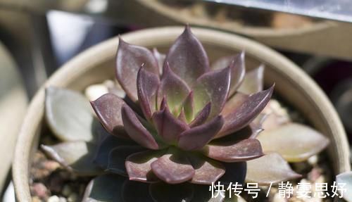 喜欢多肉的小伙伴，几种多肉不要养，不然会后悔的！