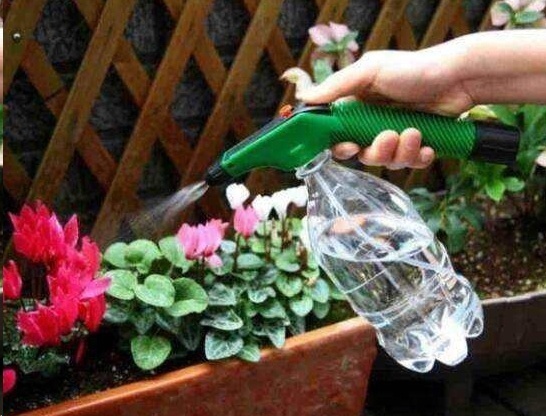 风信子|这18种超级好养的植物,养花新手也能养的很好!