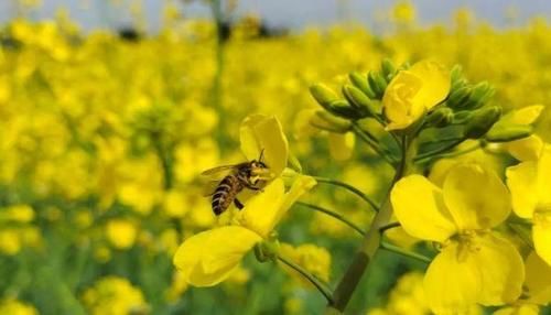 老年|超美超震撼！建德这片花海值得一看