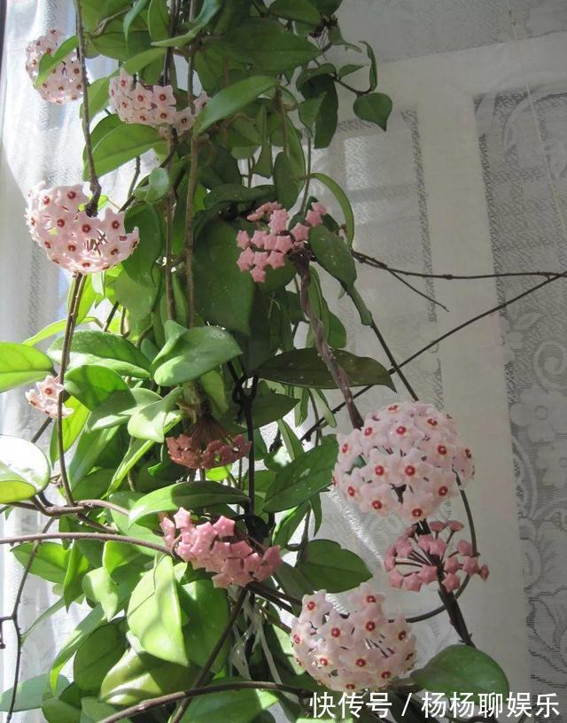 虎皮兰|悄悄告诉你，6种花“不用买”，1片叶子就能生根发芽、长爆盆