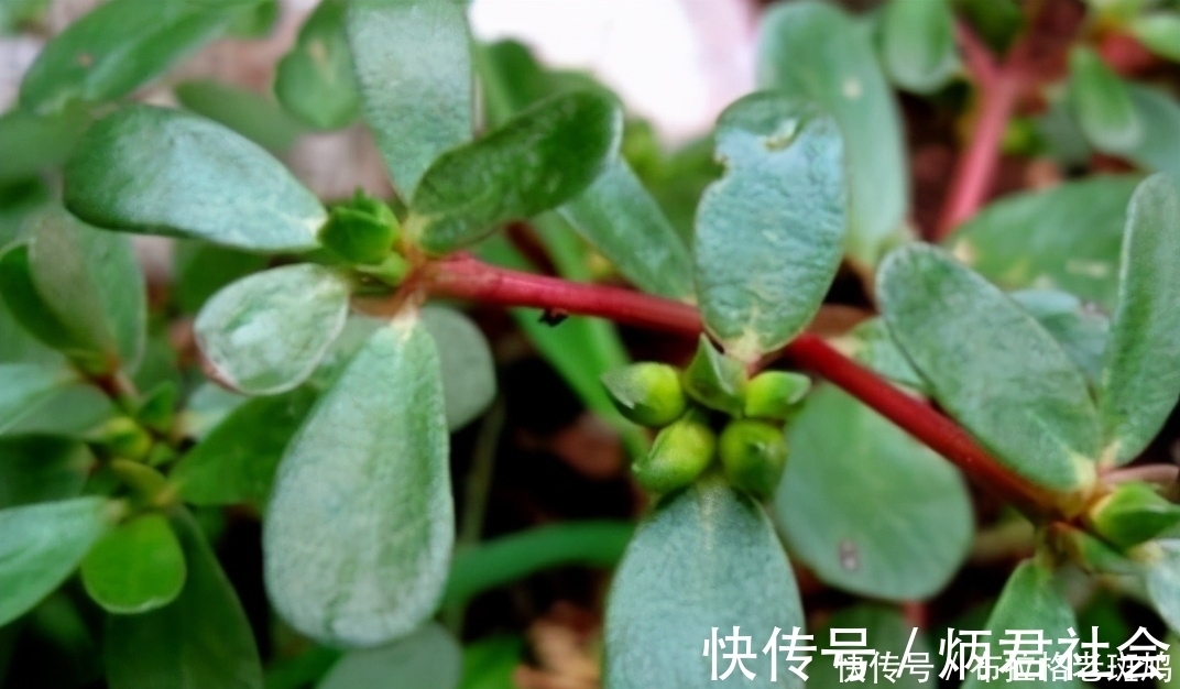 健康长寿|人到中年要会吃,学会常吃3种食物,健脾胃,抗衰老,养护血管