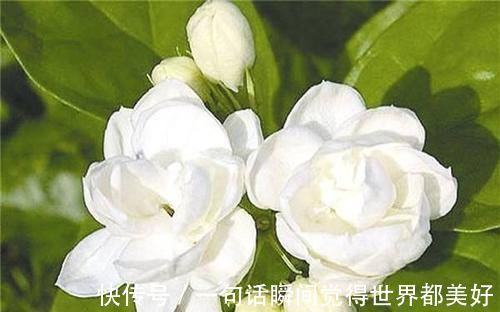 自来水|最厉害的养花营养液：给茉莉花喝一勺，叶片翠绿，开出层叠群花