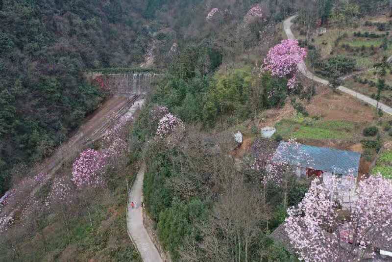 中年|春天里与辛夷花有约 四川北川辛夷花生态旅游节开幕