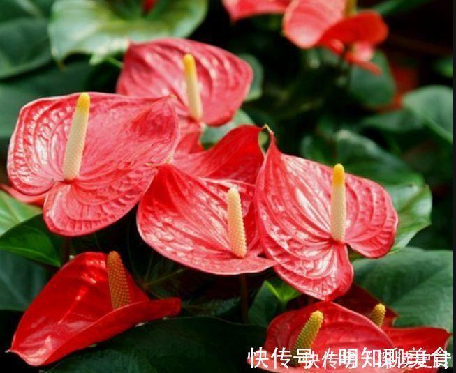 红掌|谁见了都喜欢的4种花,好养又漂亮,全年开花不断