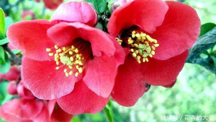 养花就养这“4”种，打理简单花期长，开花超漂亮