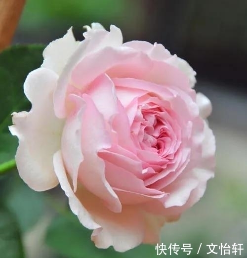 品种|100个月季品种，千姿百态，每个都很漂亮，图名并茂，值得收藏