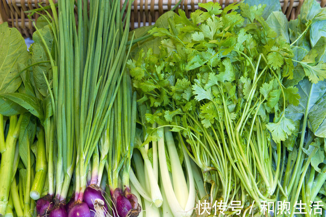 香菜|把香菜放到盒子里,存1年都不会坏,新鲜又翠绿,还能随吃随拿
