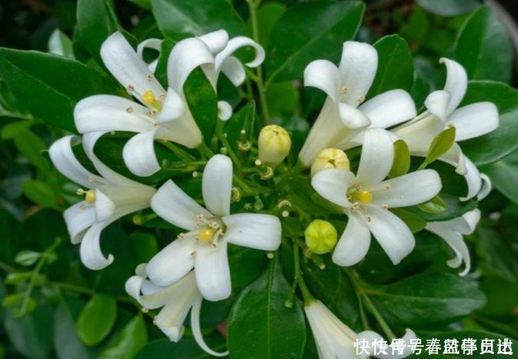 漂亮|最香的“4种花”，好养又漂亮，花香醉人，一养就上瘾