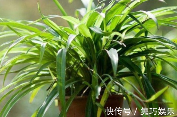 什么淘米水、茶叶水,都不如常被你嫌弃的它,养啥都爆盆