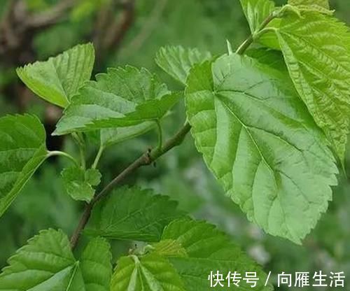 风热感冒|桑叶又称”神仙草“,坚持用桑叶泡水喝一周,4大喜事会悄悄登门