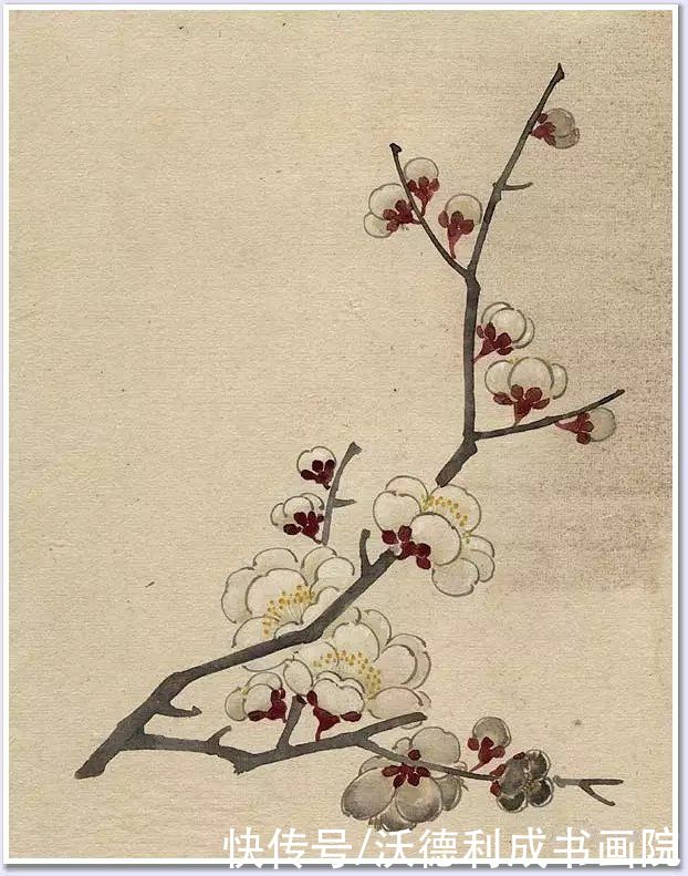 画菊|没骨百花图欣赏，美到骨子里