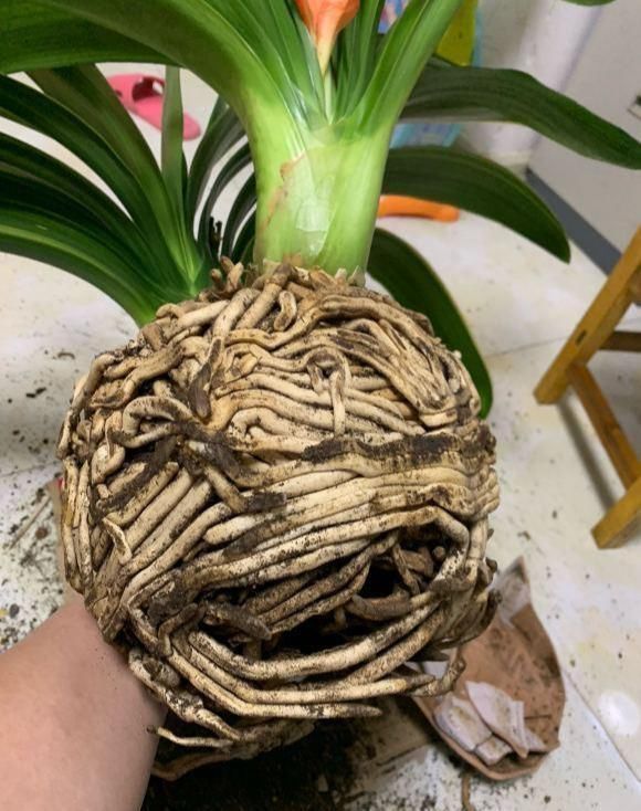 君子兰|君子兰捏着“硬邦邦”？不是“有喜”了，就是满盆“肉虫子”