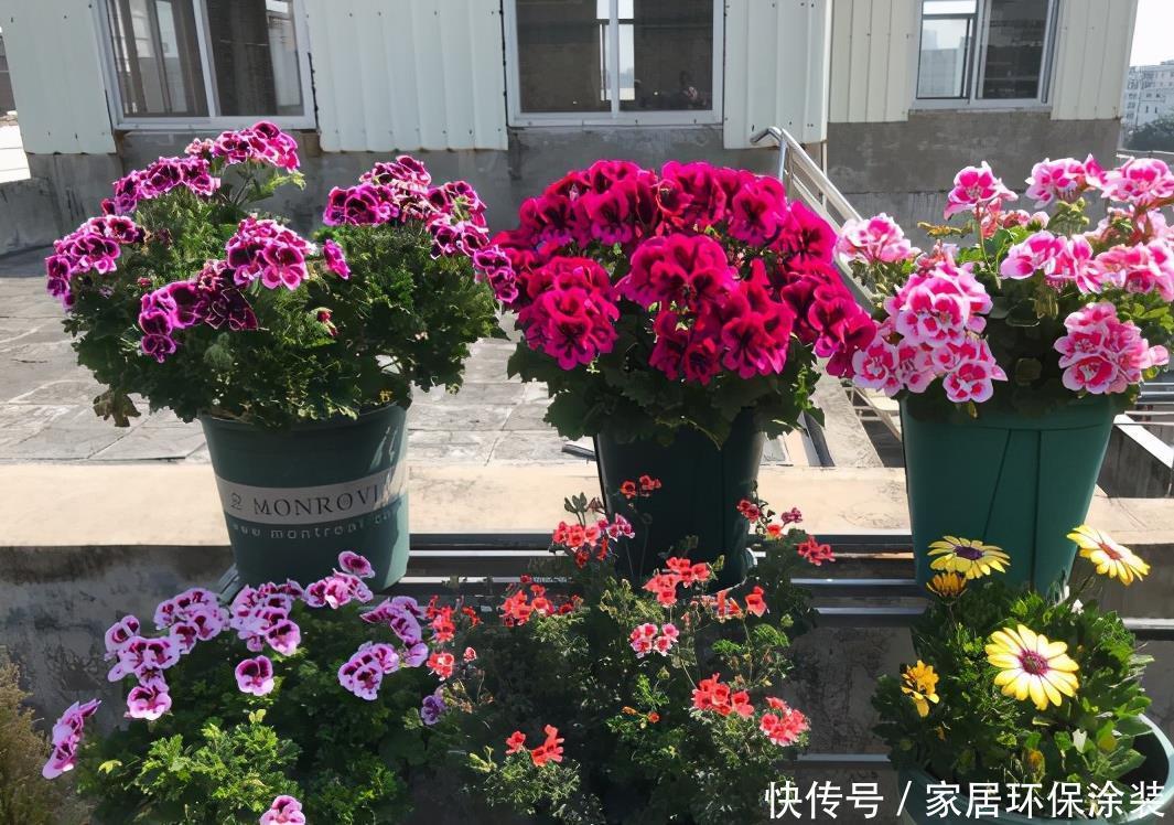 天竺葵怎样多开花?明白一些“小技巧”,开一个圆滚滚的大花球