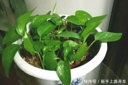 8种花换盆,换好了生一堆,换错立马死!8种花换盆,换好了生一堆,换错立马死!
