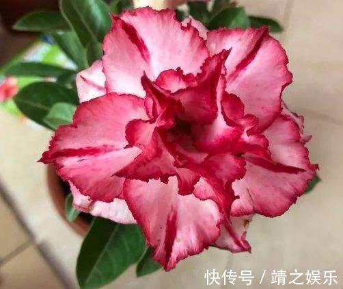 花苞|沙漠玫瑰要“放养”，往角落一摆，花苞冒得多、花开“满枝干”