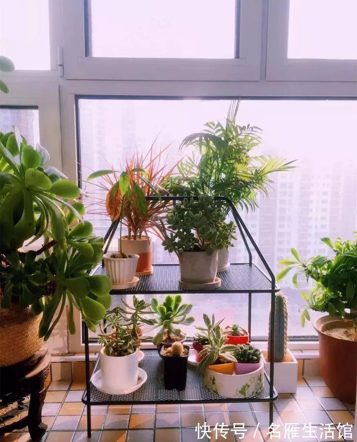 小花园|想在小户型里打造一个花园,不能少了它们,邻居都用它们