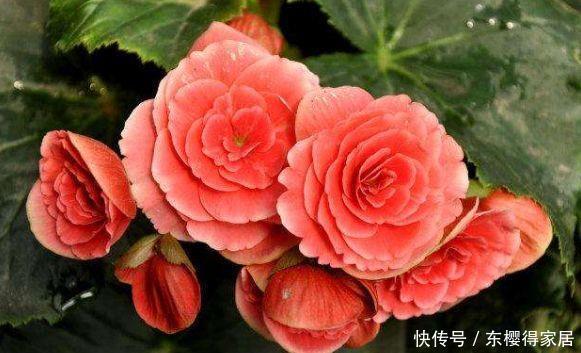 适合庭院养护的几款花,开花勤爱爆盆,枝繁叶茂,全年花开如春