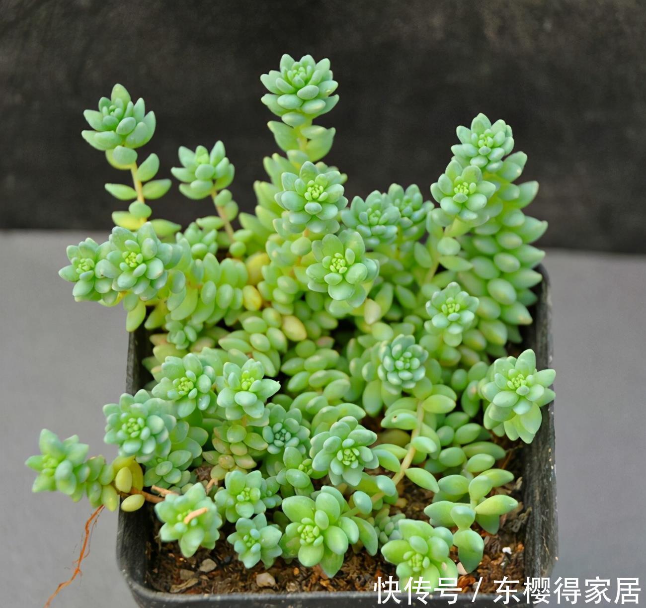 盘点4种名字带“星”的多肉,你养过吗?