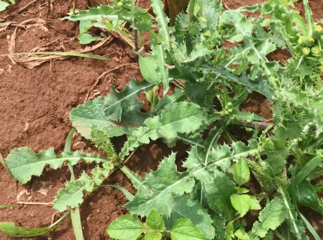 牛筋草|农田里一种野草,叶子边缘全是小刺,但挖来煮熟蘸辣椒盐特别好吃