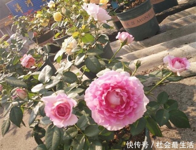 开花期|月季施肥有“讲究”,学会这“3要”,长势旺,花苞超多,花期长!