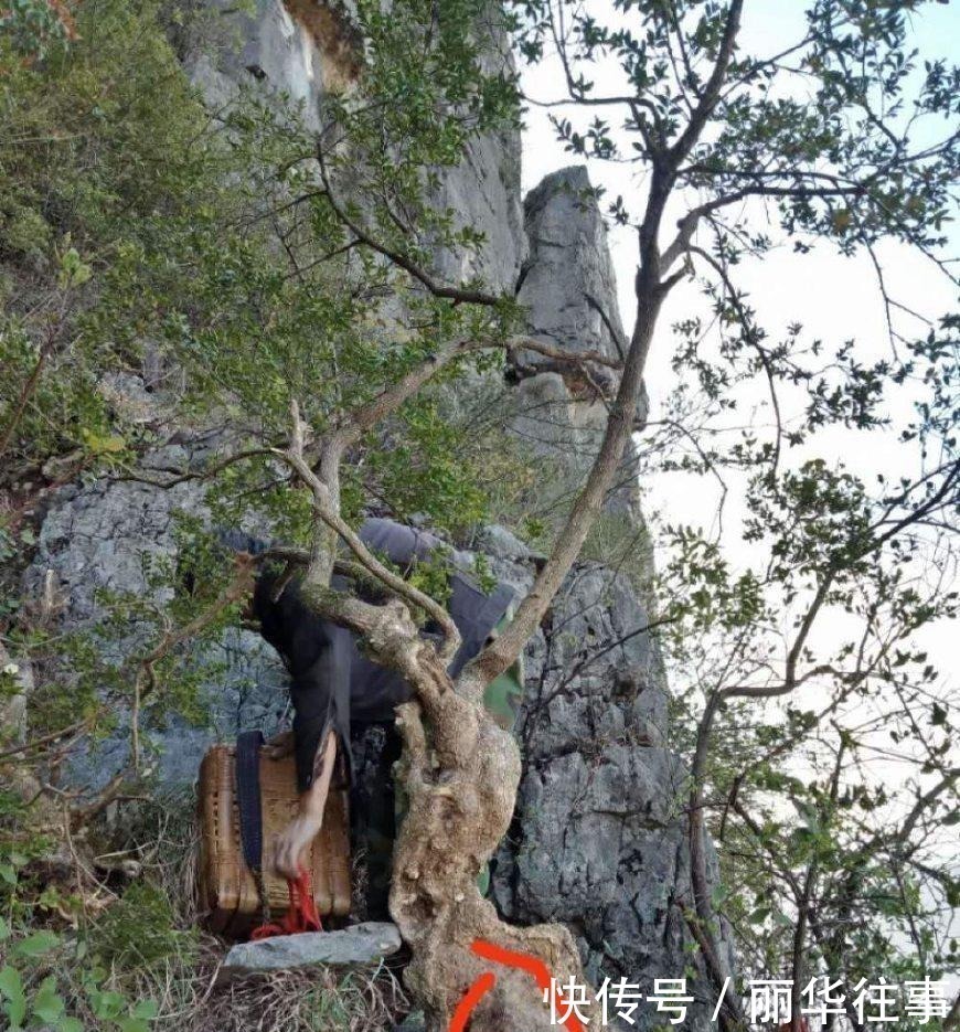 背篓|二大爷挖到一棵黄杨,背篓都装不下,扛起就下山了