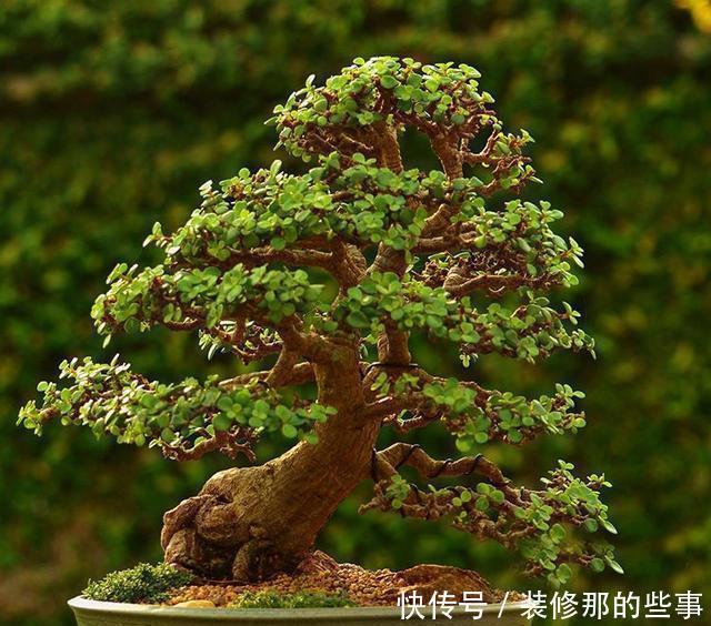 马齿笕树养5年，变成老桩盆景很值钱，做5步就实现