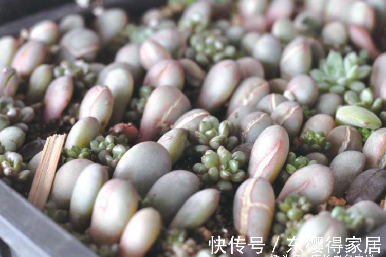 发芽|有人说多肉叶插发芽以后要及时晒太阳,为啥我的叶插苗都挂了呢?