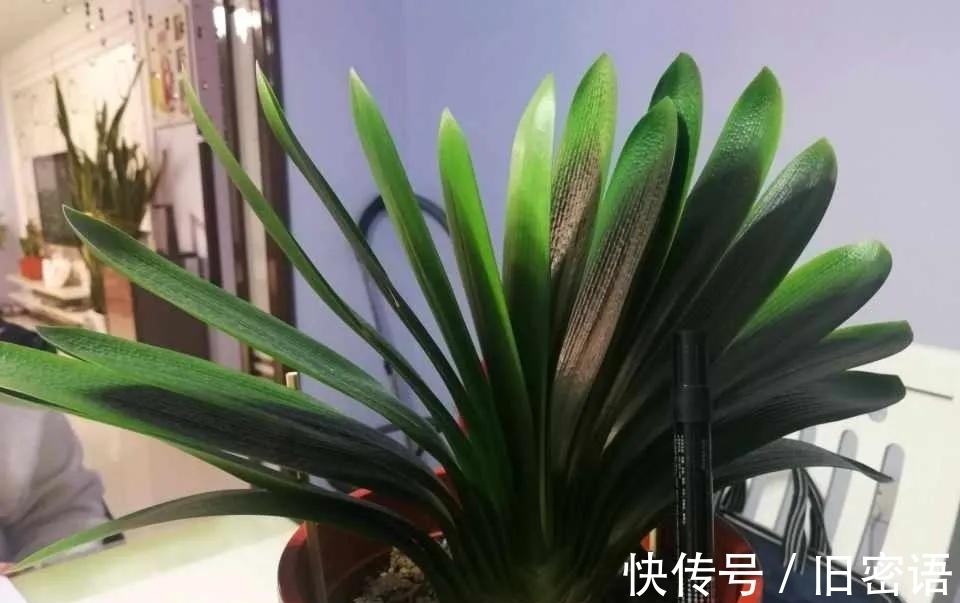 君子兰叶子不整齐，做好3步，侧看成线，正看如折扇！